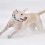 dog in snow